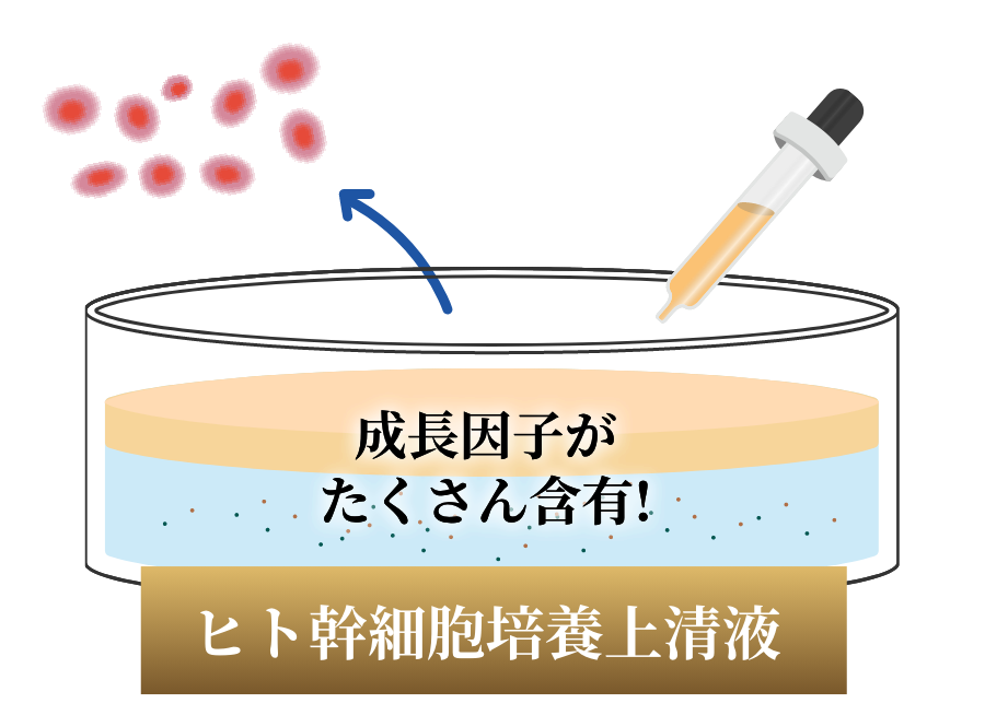ヒト幹細胞培養上清液